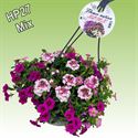 Bild von Hp27 multi mix baby blush new